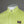 Napapijri Ebea Polo Shirt Yellow Sunny